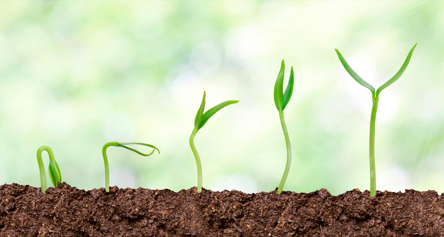 Wachstum Nachhaltigketi